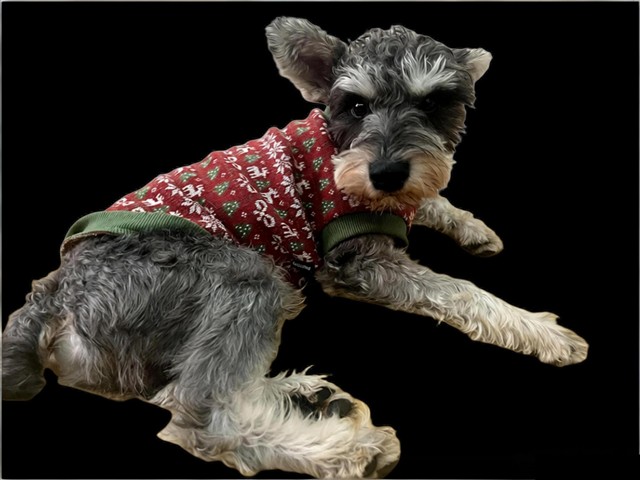 雪纳瑞AI产品共创计划:致未来创造者的一封公开信 雪纳瑞AI产品共创计划:致未来创造者的一封公开信